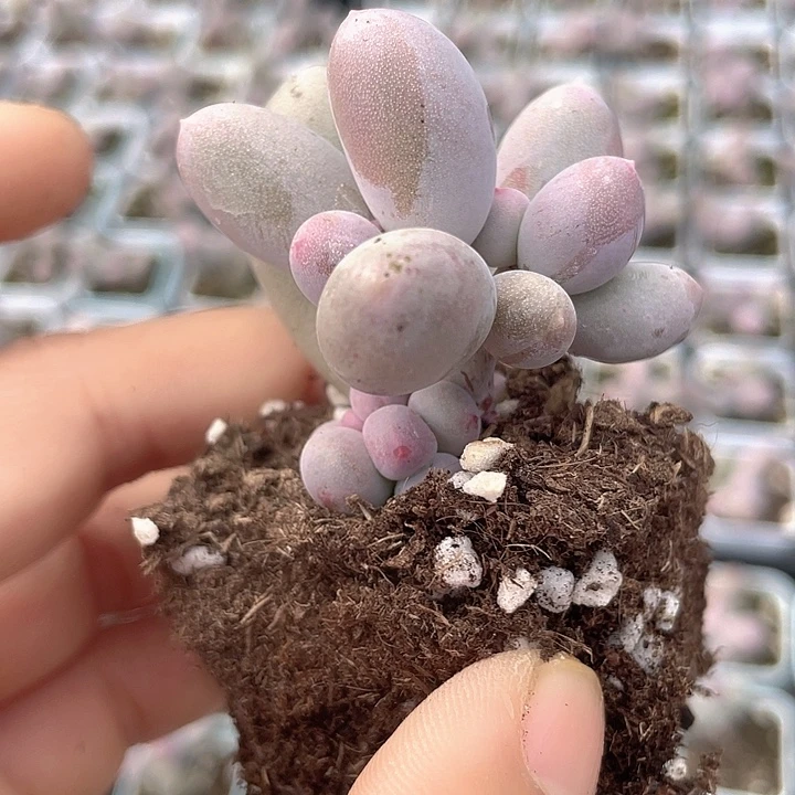 嘿***嘿一我一拍满18包邮