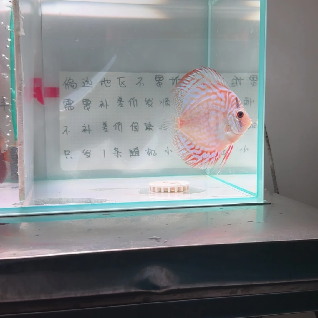 七彩神仙鱼肉身8偏远地区不拍