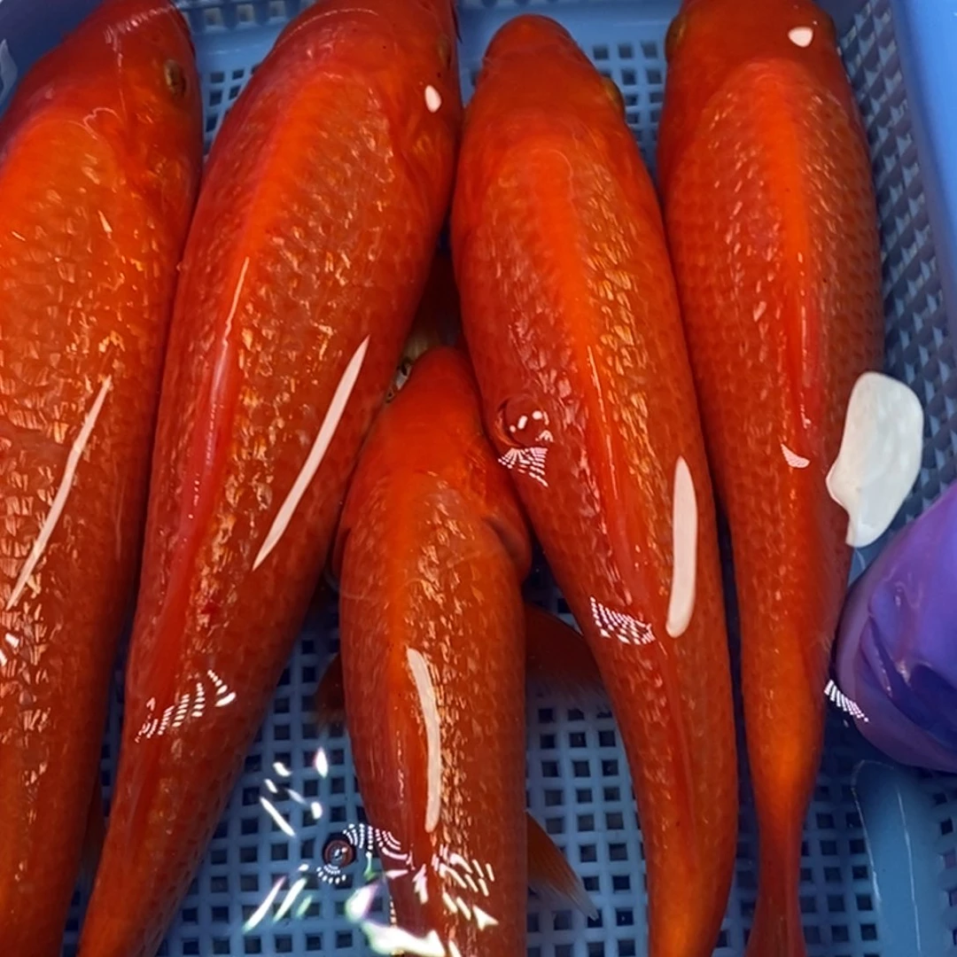 锦鲤冷水锦鲤包邮