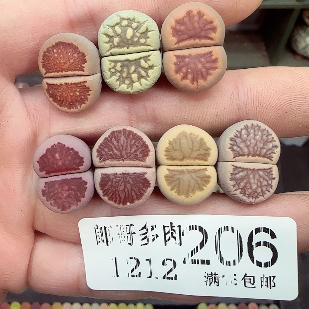 水****满满18包邮1212-206