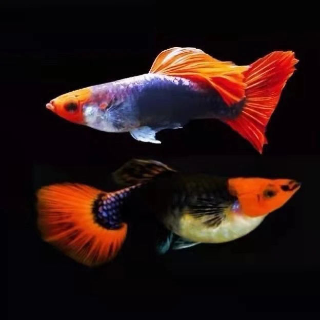 深海蓝贵族短身孔雀鱼热带鱼种鱼