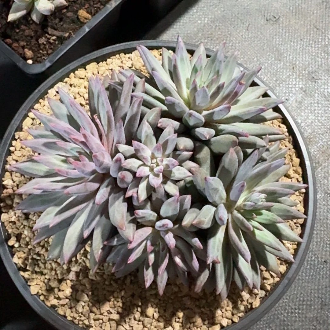 虞美人。