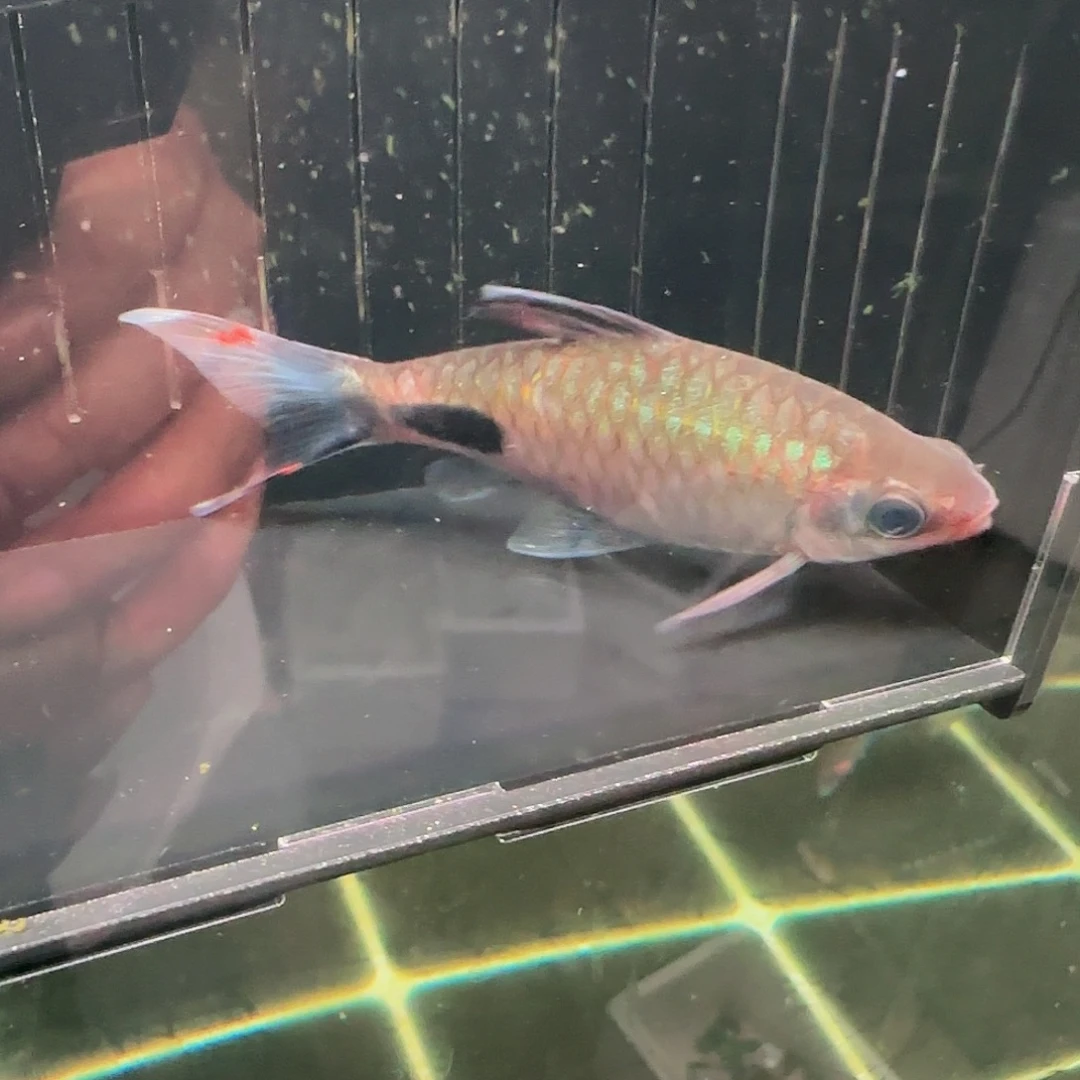 工具鱼百益城红钻11-12厘米公鱼