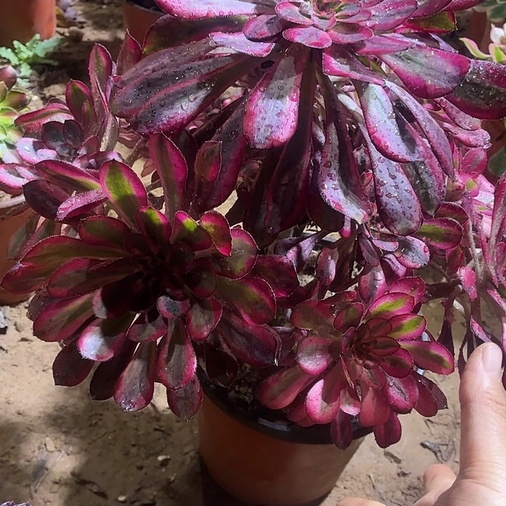 香奈儿一颗脱土18.8