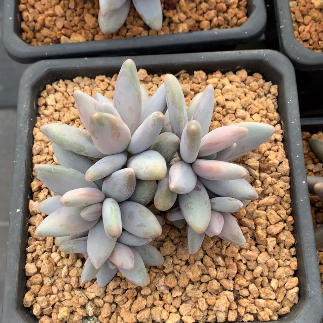 我们家的小姐姐们