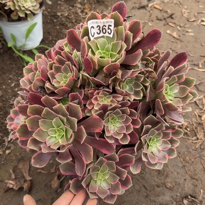 金丝缺……多肉植物……