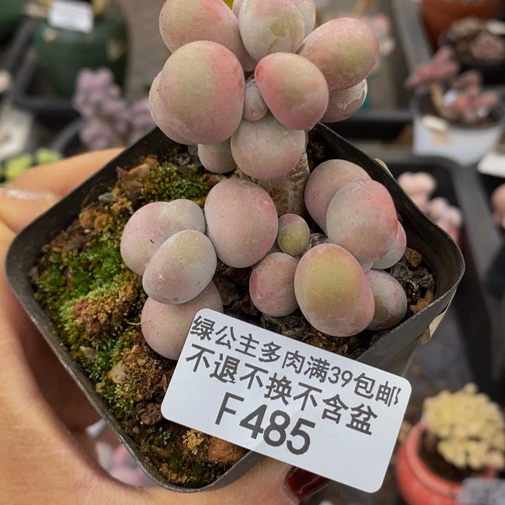 腰子桃蛋5cm485多肉植物