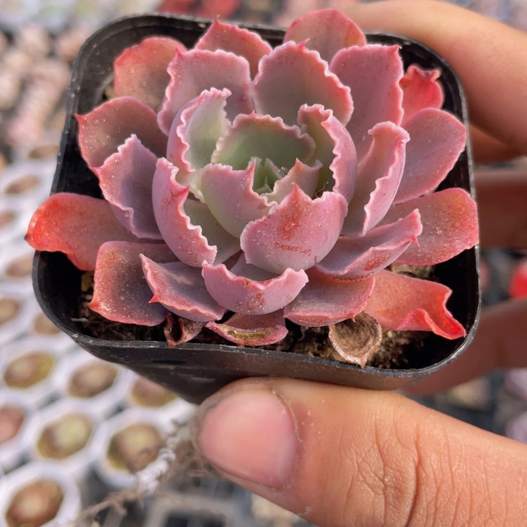 晚霞之舞多肉9.9包邮