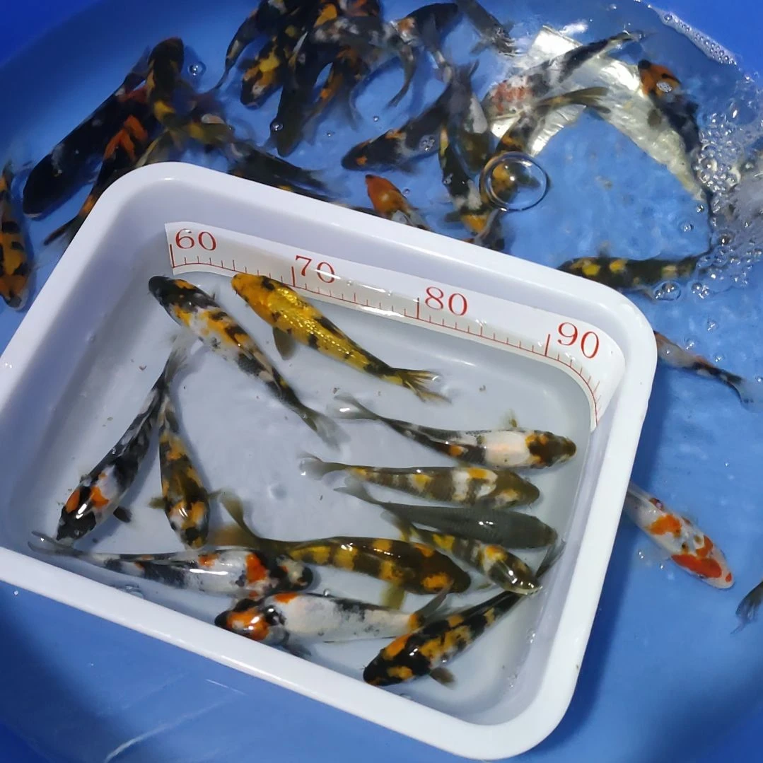 海水鱼锦鲤鱼好养易活昭和