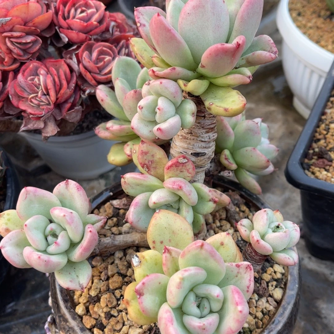 ?****？33737772885283835