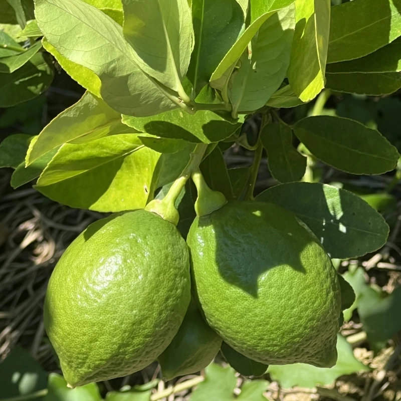 揭阳农民兄弟大山深处正宗广东香水柠檬山泉水灌溉香气浓烈