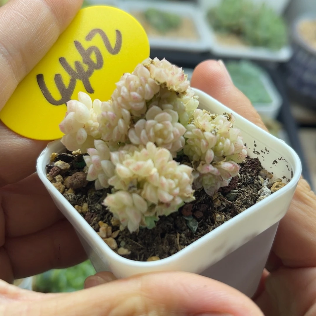 白粉透花朵脸麦秆群4462