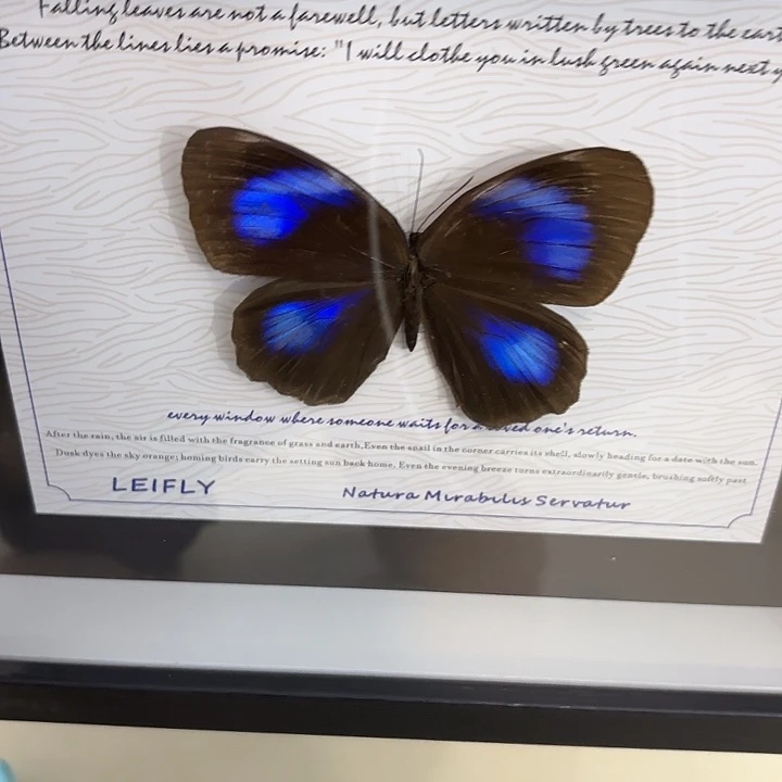 树****蝴蝶标本定制419@