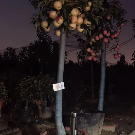 无花朵大高杆精品苹果盆栽