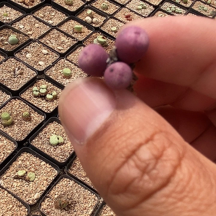 24533小红嘴一颗