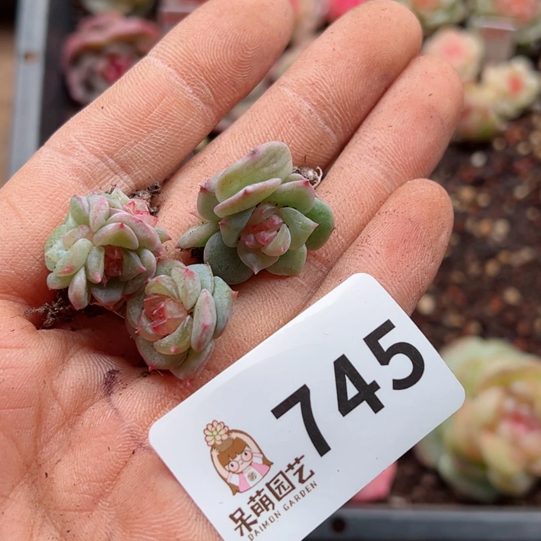 丁*霞多肉植物多肉植物