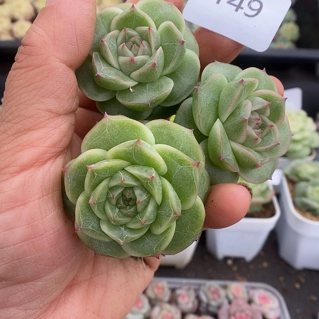 一物一拍一物一拍925-149