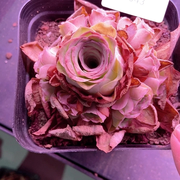 心***印7043山地玫瑰花群