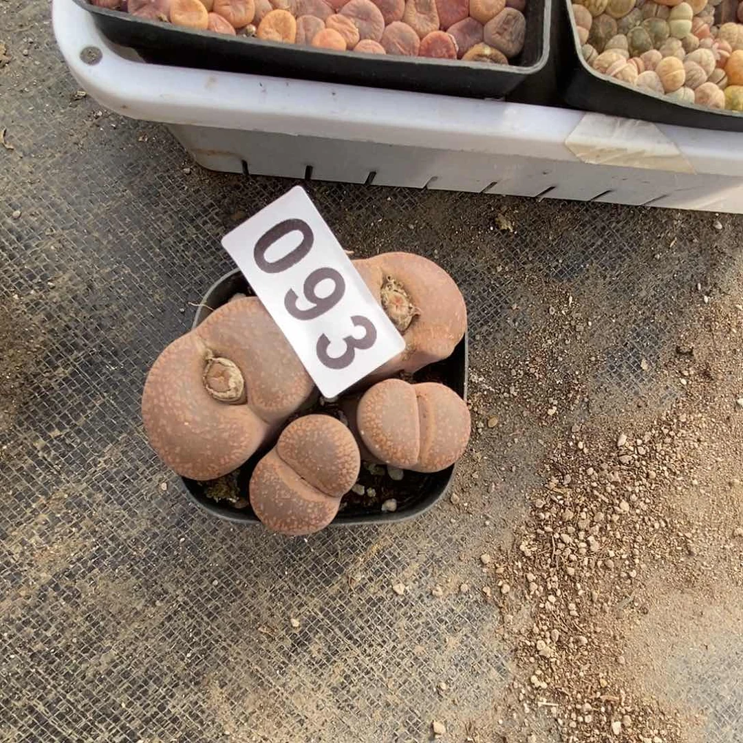 生石花一物一拍093