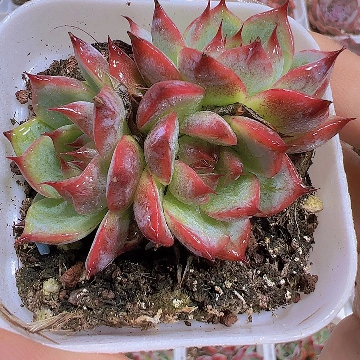 吉娃娃群19包邮多肉植物