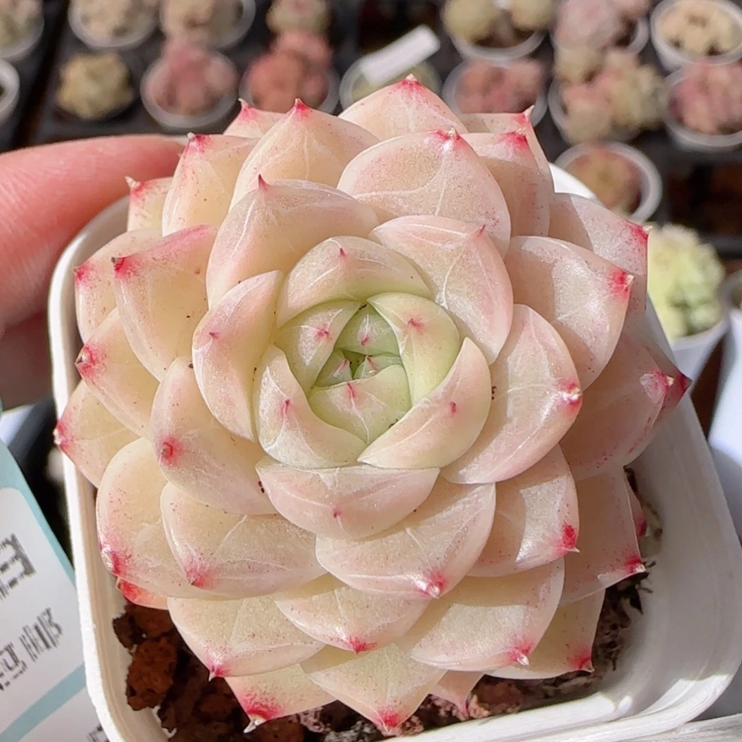 花语多肉1230-208