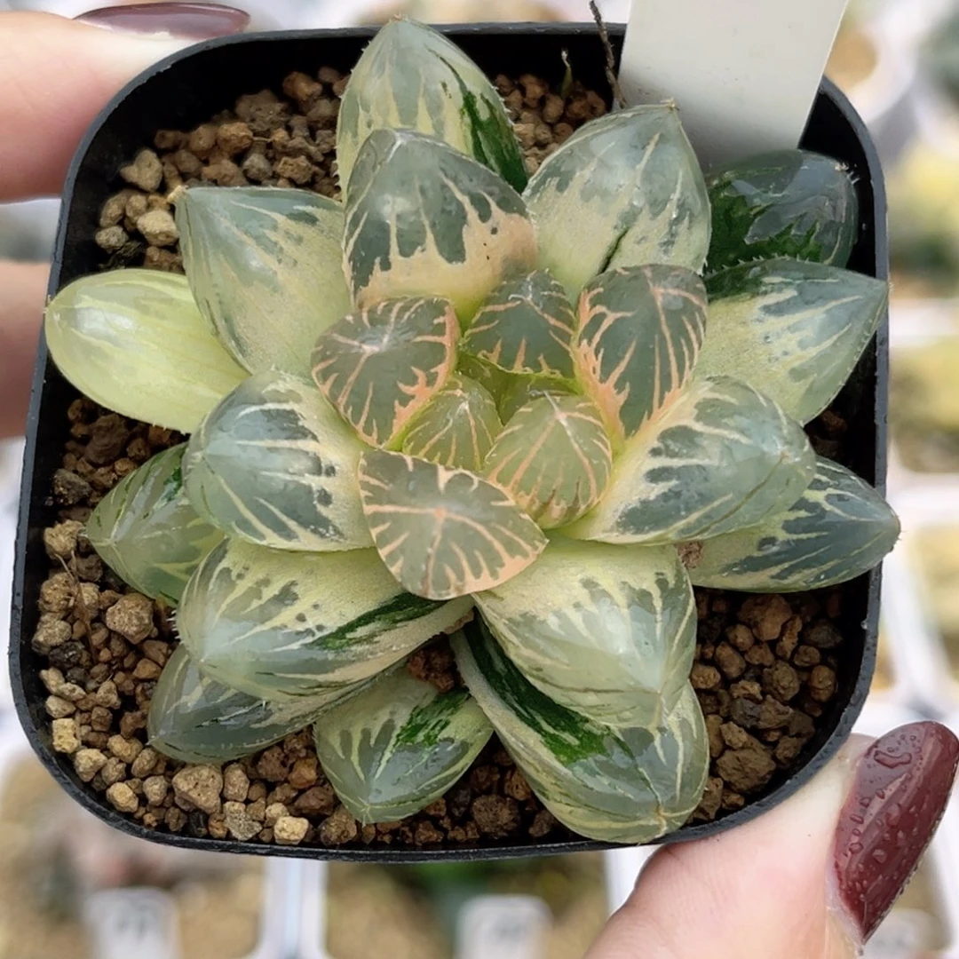 95糊斑艳肌灯芯龙爪玉露锦福利专场