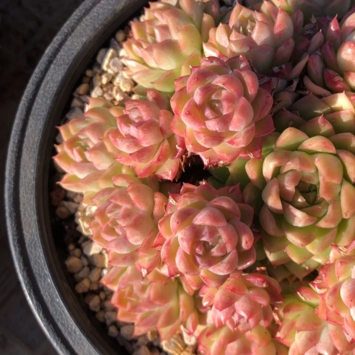 小**y72///////////////