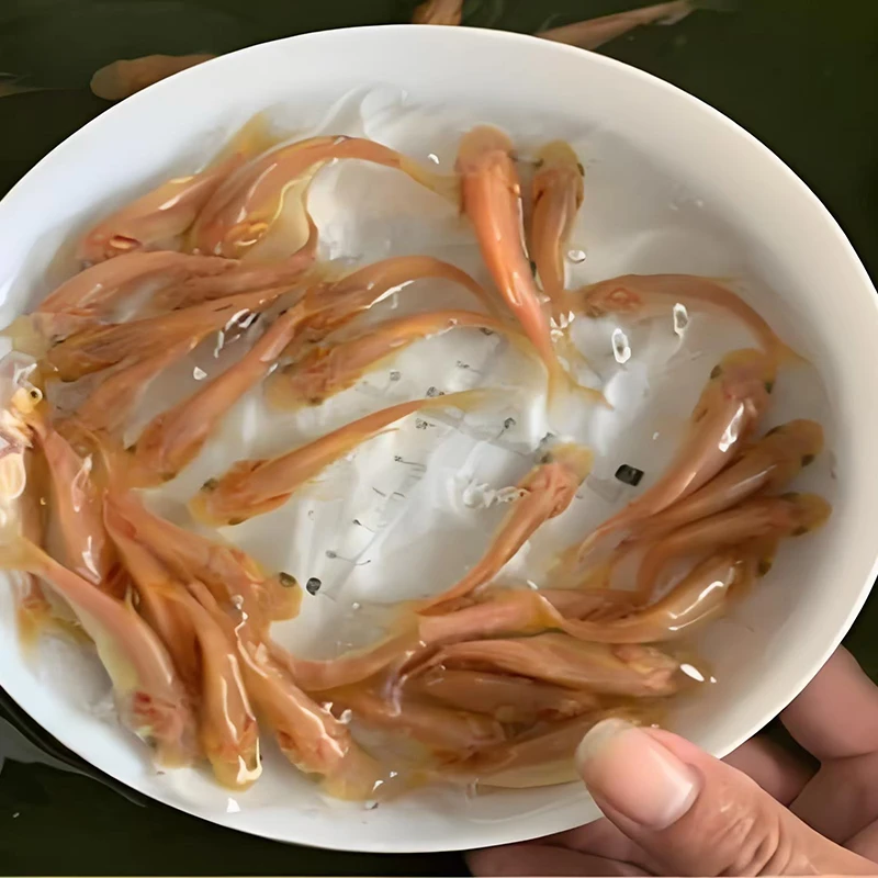 金色花鲢鱼金丝鲢鳙鱼鱼观赏鱼大头鱼观赏活体淡水鱼苗[正品发货]