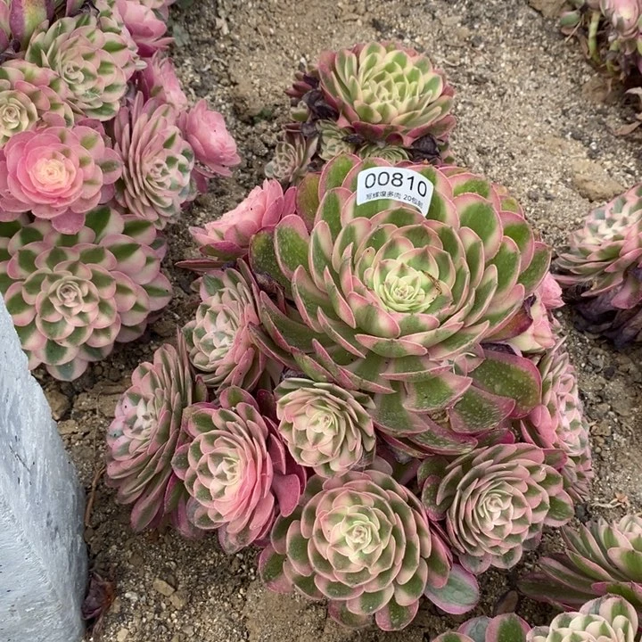 闲***居00810倾城多肉植物
