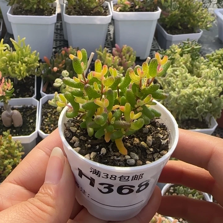368-多肉植物假飞机猪