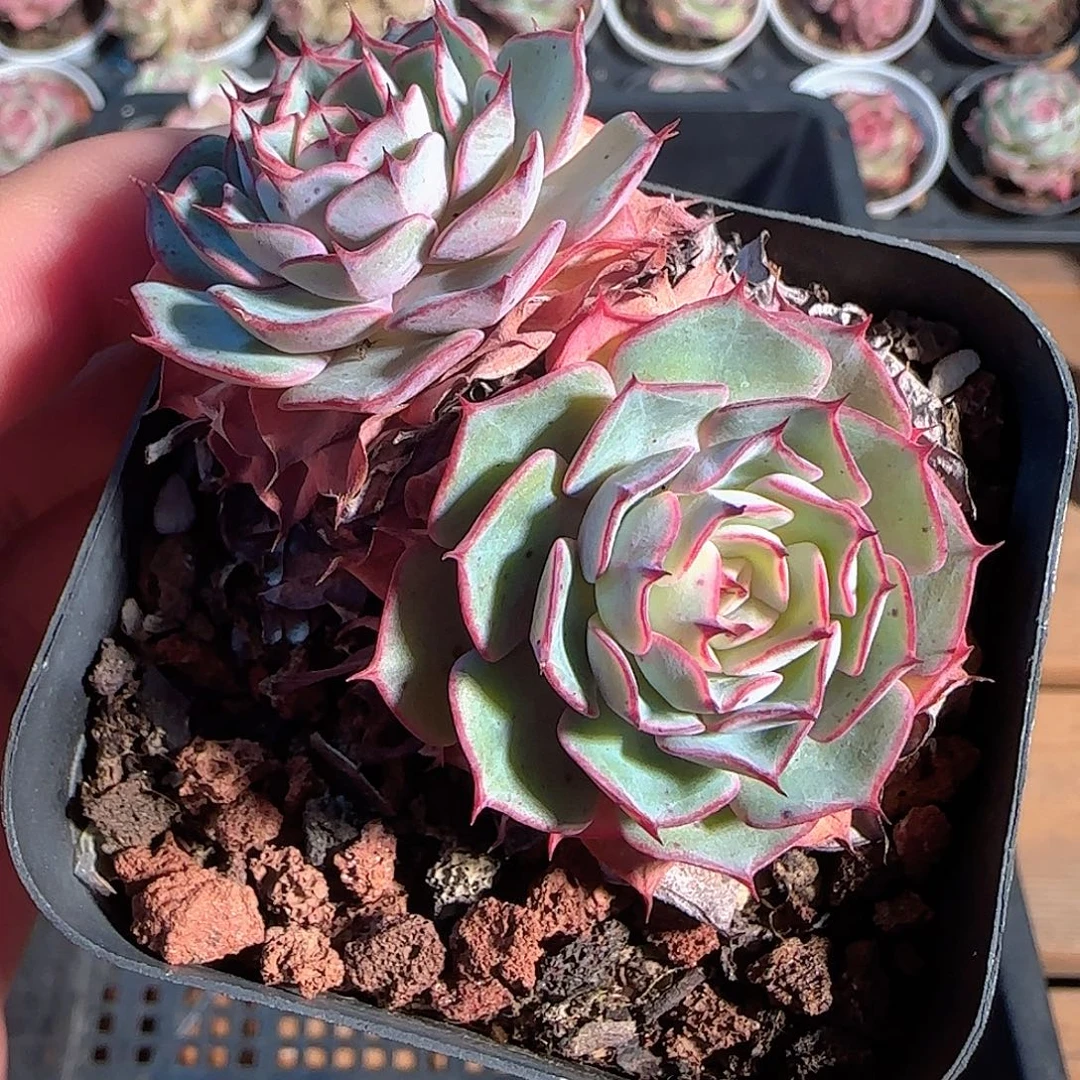 多肉1203-51福利福利