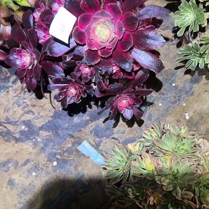 青*?多肉法师植物链接48