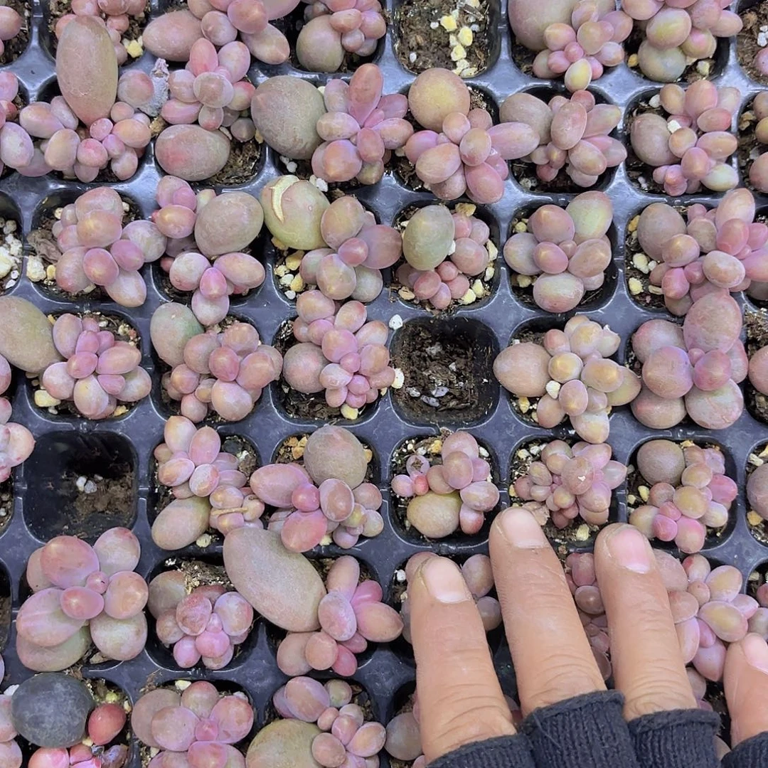 糖果美人一颗量拍111