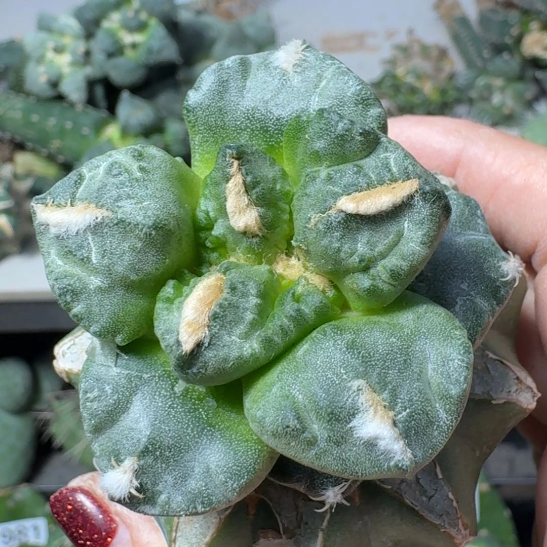 【闪购商品】无花朵龟甲大尤连山481