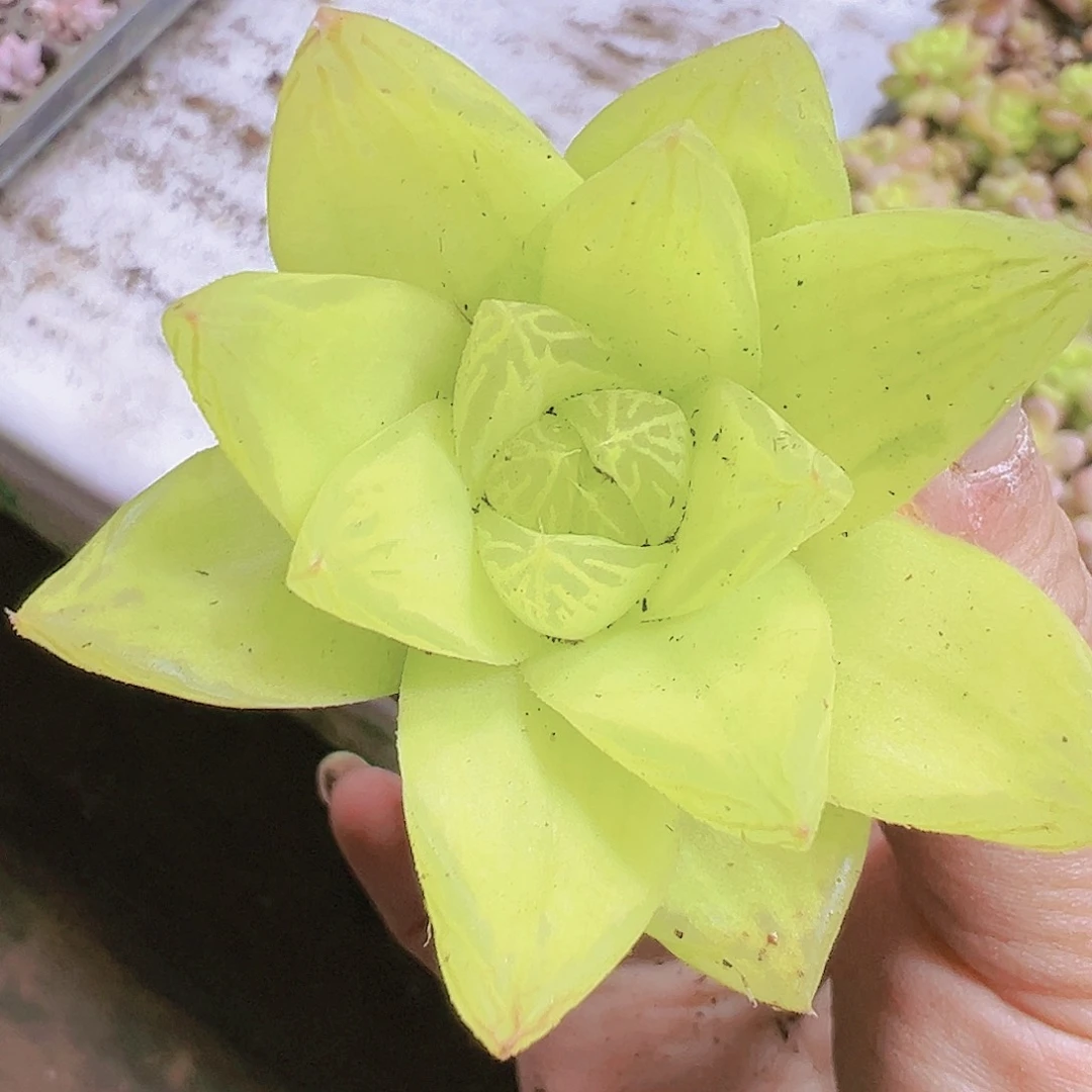 黄金雨露3个19包邮