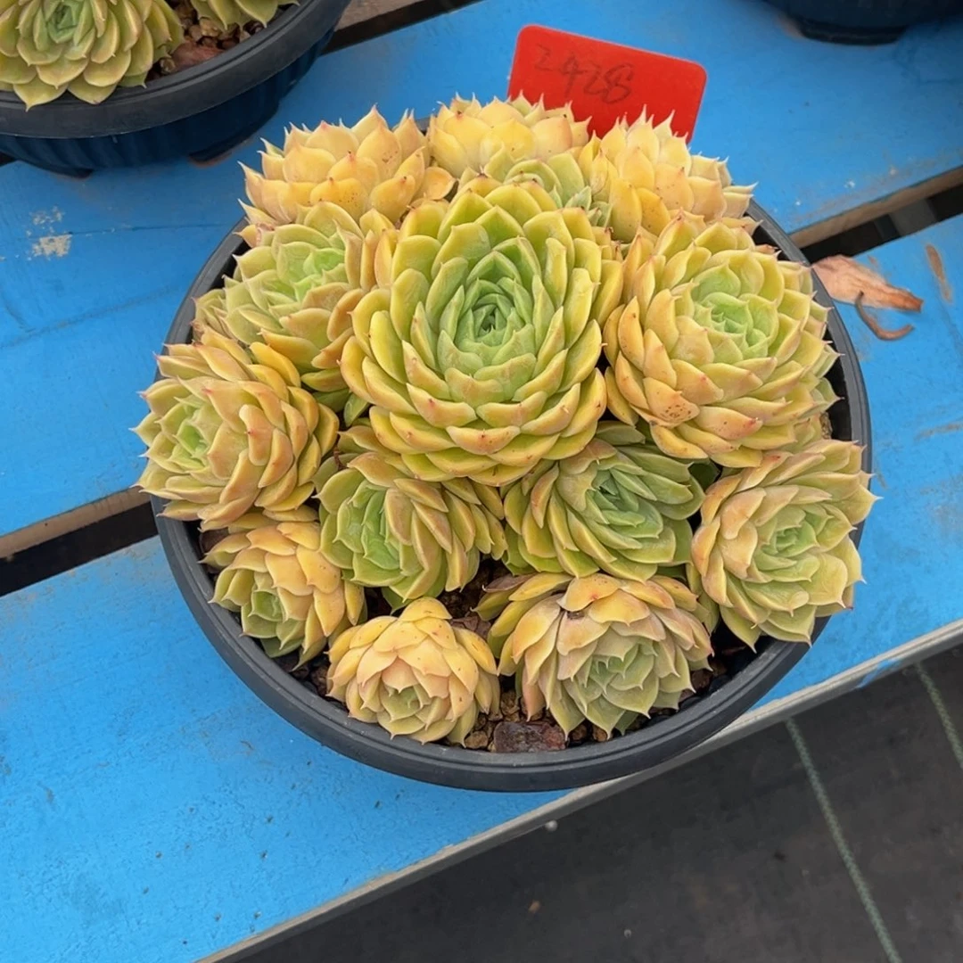 忙***花2428号上午多肉植物群生多肉植物