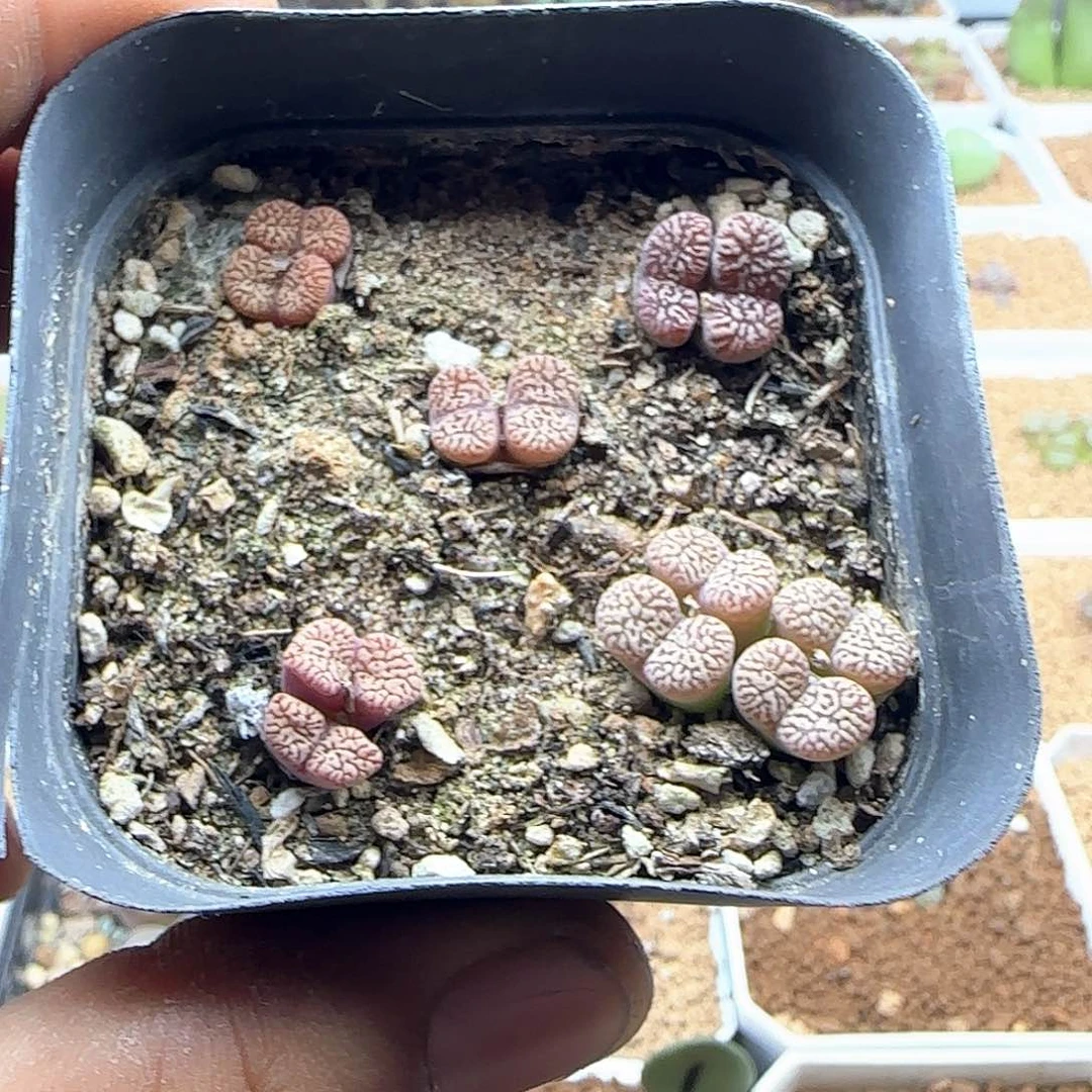 明***明哈哈哈哈哈哈哈39269