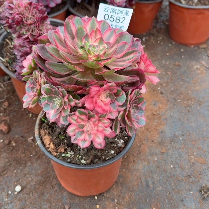 582号黑魔锦啊啊啊