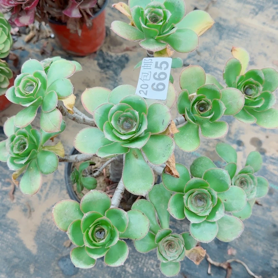 艳姿665满20包邮断枝不包孤品