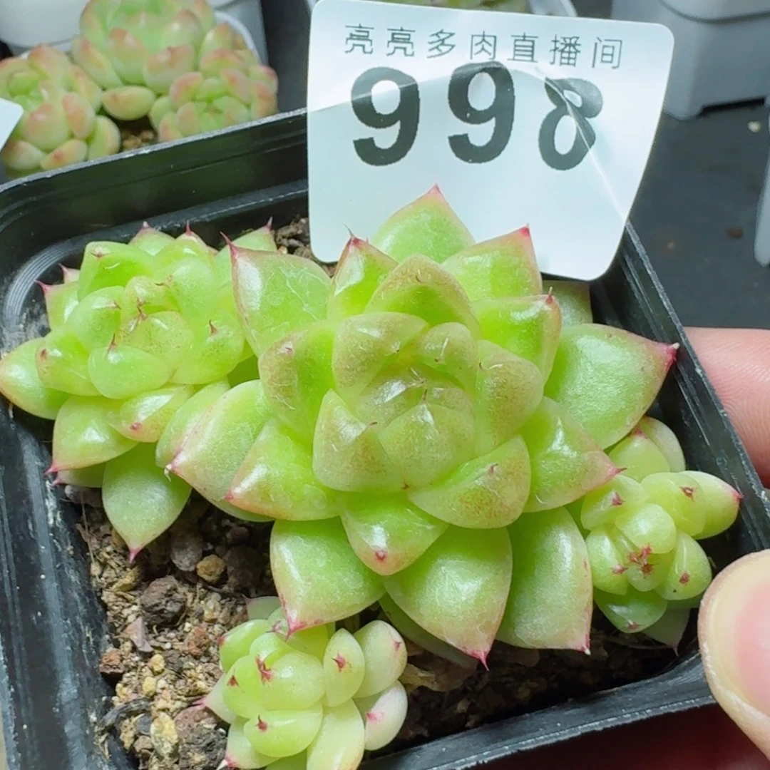 珠光珍妮            精美多肉植物