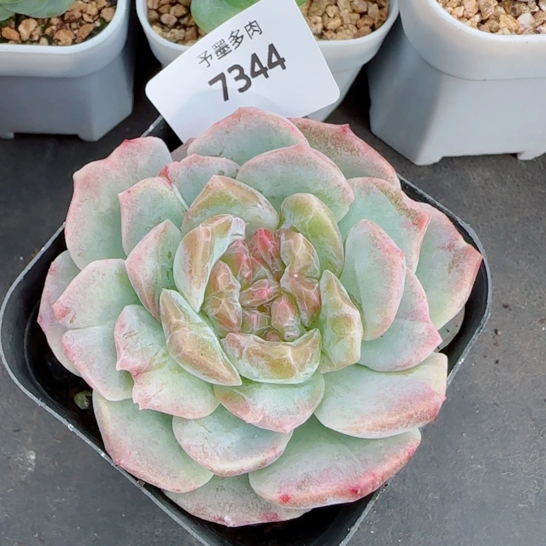 梦幻泡影石化，7344多肉植物