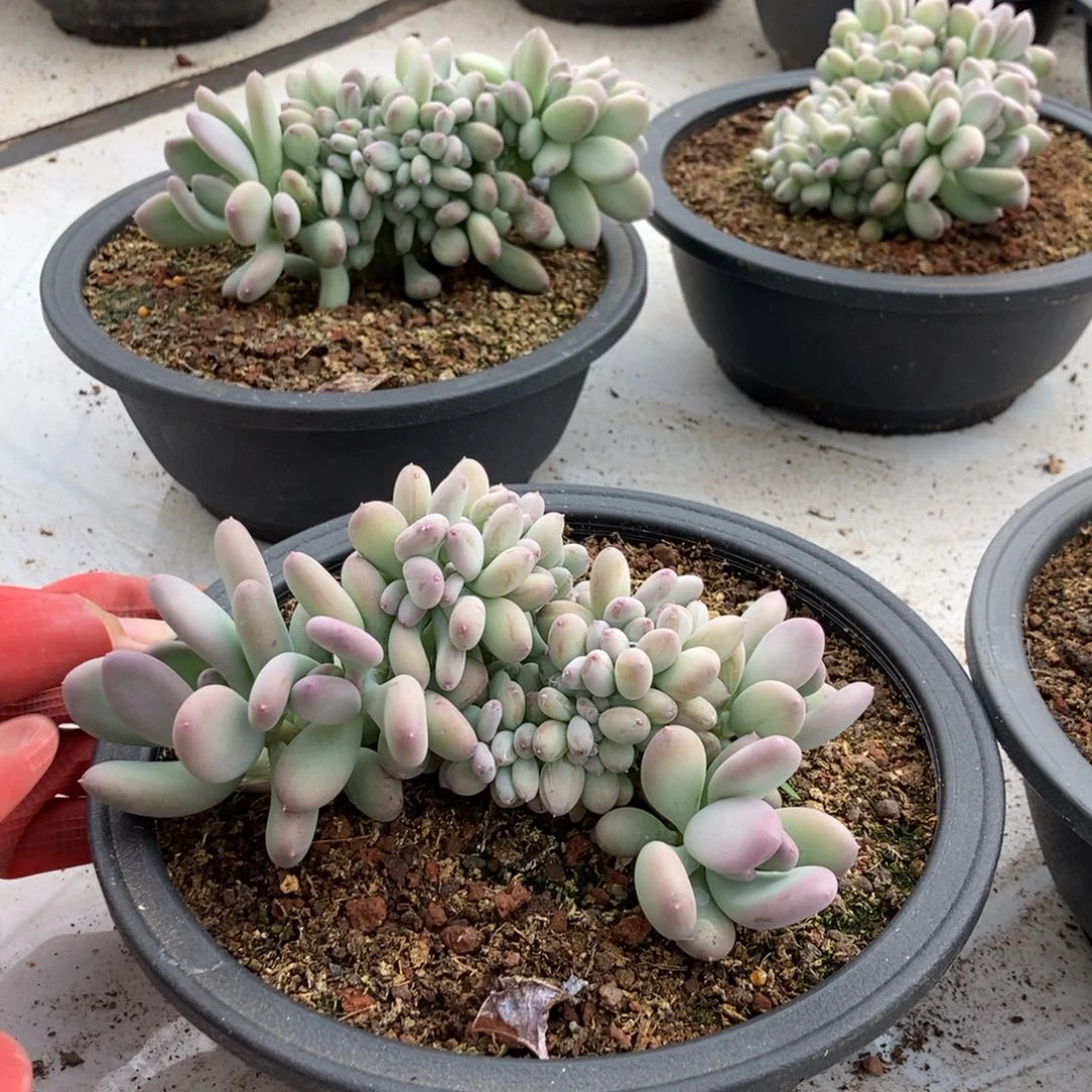 6.66三日月美人缀随机发货一颗