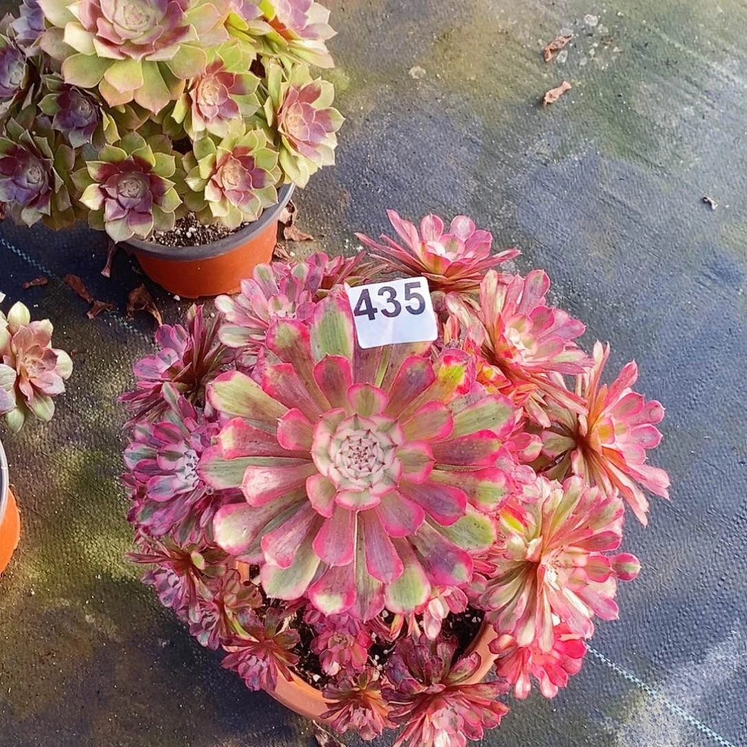 435红铜超白冠服30公分