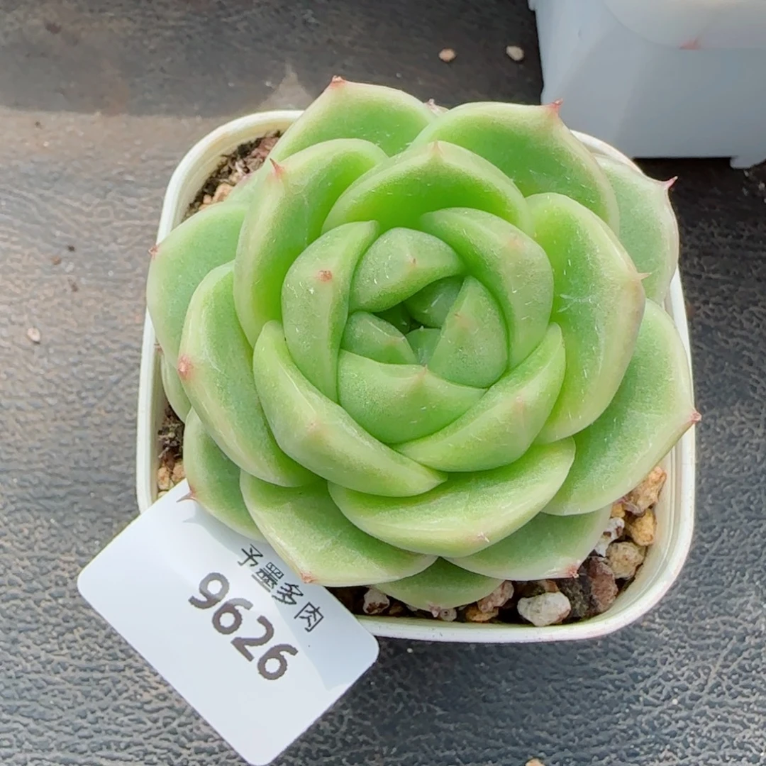 碧海珍妮，9626多肉植物