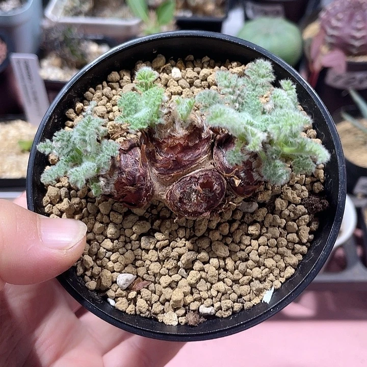 023羽叶杨葵块根，