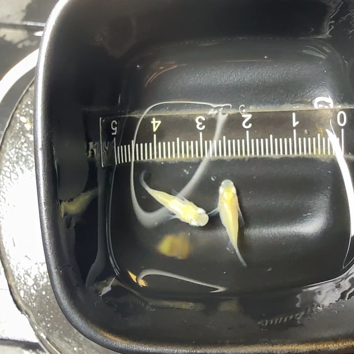 青鳉鱼121号拍品白球球