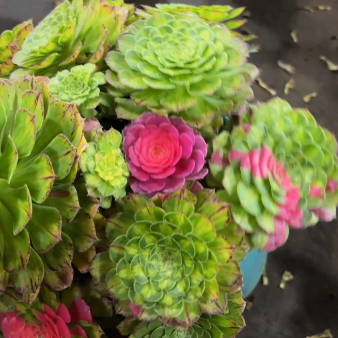 哈哈多肉葡萄福利241