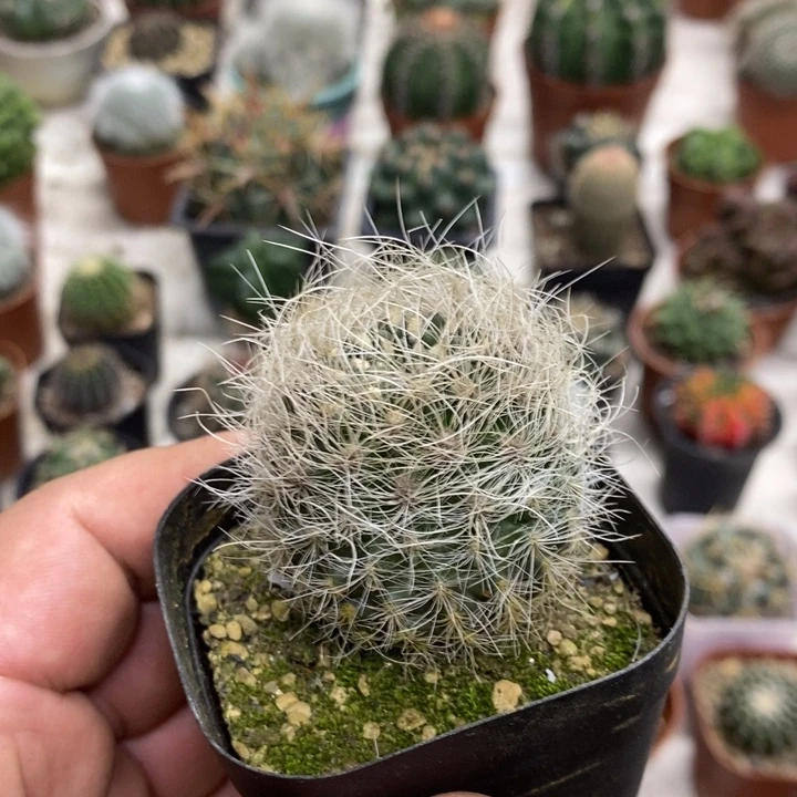 实生银翁玉特价福利