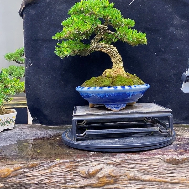 无花朵黄杨盆景四季常青h