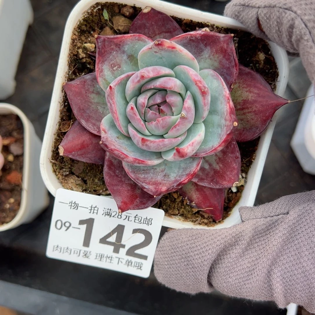 惊鸿仙子单头多肉